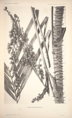 Calamus melanorhynchus