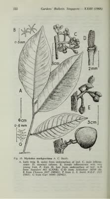 Myristica markgraviana