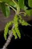 Juglans australis