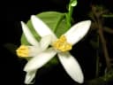 Citrus limettioides