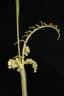 Calamus heteracanthus