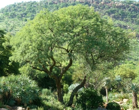 Senegalia caffra