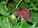 Typhonium brownii