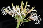 Ammocharis coranica