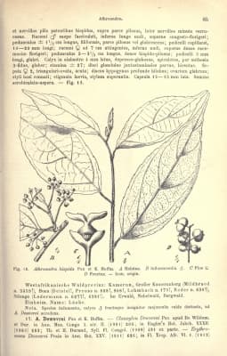 Erythrococca hispida