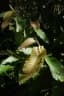 Dipterocarpus alatus