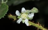 Rubus ellipticus
