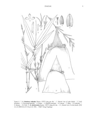 Bambusa tuldoides