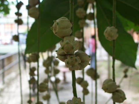 Barringtonia fusiformis
