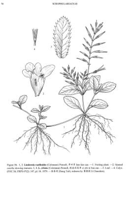 Lindernia ruellioides
