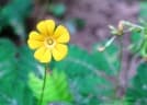Biophytum sensitivum