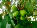 Syzygium grande