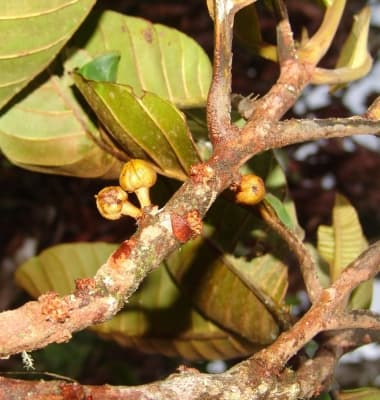 Chrysophyllum sanguinolentum