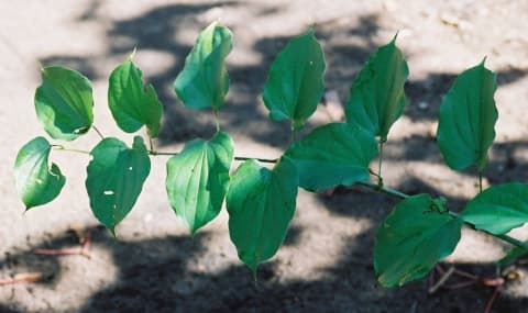 Dioscorea praehensilis