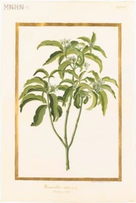 Rauvolfia nitida