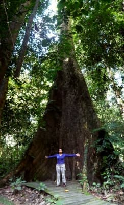 Octomeles sumatrana