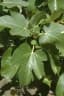 Ficus carica