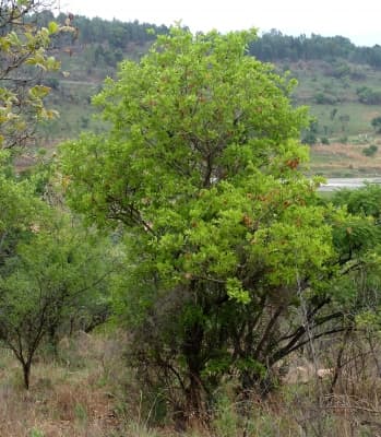 Combretum zeyheri