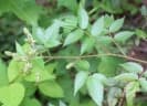 Rubus sumatranus
