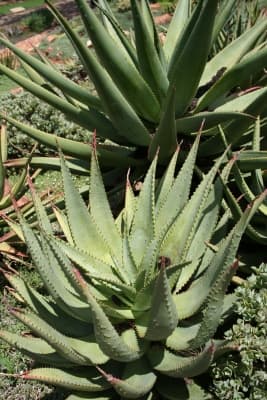 Aloe ferox