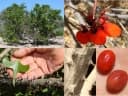 Erythrina vespertilio