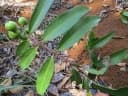 Syzygium pycnanthum