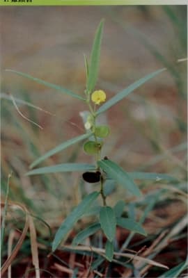 Eriosema chinense
