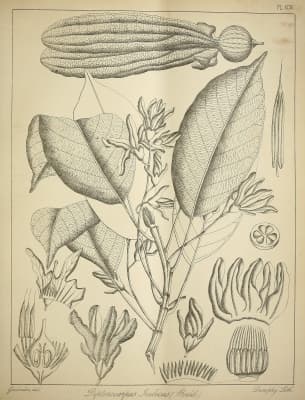 Dipterocarpus indicus