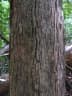 Chrysophyllum splendens
