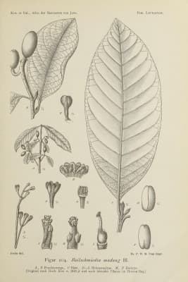Beilschmiedia madang