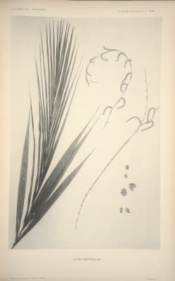 Calamus metzianus