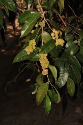 Chaetocarpus castanocarpus