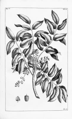 Canarium hirsutum
