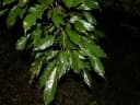 Swartzia panamensis