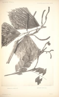 Korthalsia rogersii