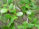 Khaya madagascariensis