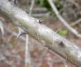 Erythrina caffra