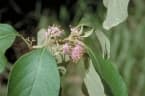 Callicarpa candicans