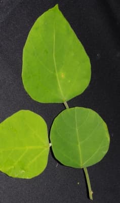 Endospermum diadenum