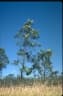 Grevillea parallela