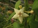 Hoya coronaria