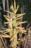 Ravenea sambiranensis