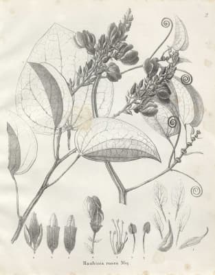 Schnella kunthiana