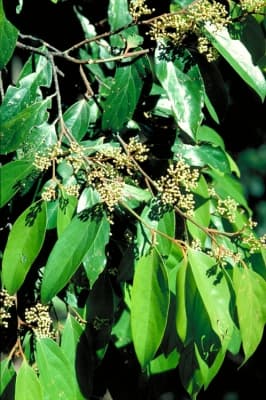 Cryptocarya onoprienkoana