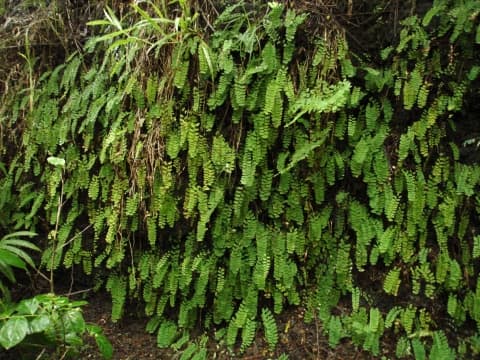 Adiantum lunulatum
