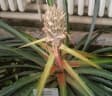 Bromelia balansae