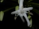Posoqueria latifolia