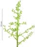 Zanthoxylum panamense
