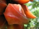 Baccaurea angulata