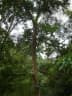 Castanopsis indica